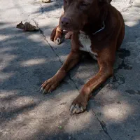 سگ پیتبول ماده دو ساله