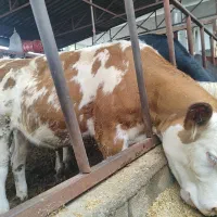 گوساله سیمنتال