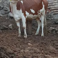 گاو گوساله ماده سیمیتال 12کیلوشیر|حیوانات مزرعه|کرمان, |دیوار