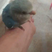 مرغ عشق قناری فنچ طوطی عروس هلندی مرغ مینا