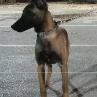 واگذاری سگ مالینویز