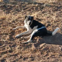 دوزدیده شده هر کس دید اطلاع بده مچکر ..|حیوانات|شهرکرد, |دیوار