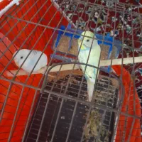 دو عدد مرغ عشق