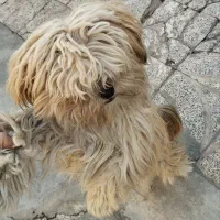 سگ شیتزو نر ۱ ساله