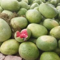 هندونه گوسفندی