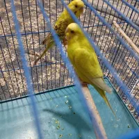 مرغ عشق کشیده اصل کاشانی مولد.