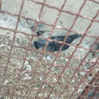 گرفتنی|پرنده|نیشابور, دهنو|دیوار