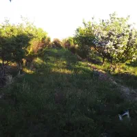 باغ دور دیوار موقعیت مناسب|فروش زمین و ملک کلنگی|کاشمر, |دیوار