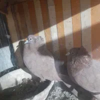 رواعب راعبی زینتی تک کاکل و دوکاکله|پرنده|تهران, امام زاده عبدالله|دیوار