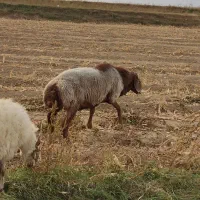 قوچ درشت ودرجه یک
