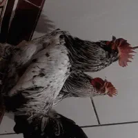 خروس معاوضه با مرغ