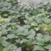 گل پتوس و دونه ۱۲۰ مفت مفت حراج آخر فصل|گل و گیاه طبیعی|مرودشت, مختارآباد|دیوار