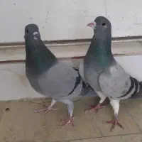 کبوتر