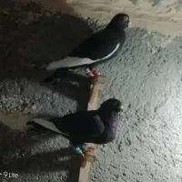 کفتر|پرنده|مشهد, الهیه|دیوار