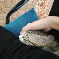 گربه خانگی واکسن زده شده شناسنامه دار|گربه|گنبد کاووس, |دیوار