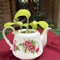 نظافت منزل فقط کافی یک بار امتحان کنید ضرر نمیکنید|خدمات نظافت|تهران, ونک|دیوار