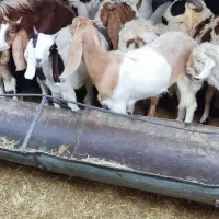 کره نر و ماده|حیوانات مزرعه|نگار, |دیوار