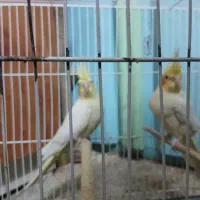 جفت عروس هلندی کار داده