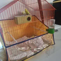 جفت مرغ عشق با وسایل