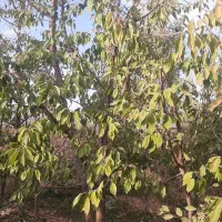 هرس درختان میوه وغیره مسمر وباغ انگوربه روش مهندسی