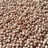 نخود دیم خوب درجه یک مال کردستان|عمده‌فروشی|هشتگرد, فاز ۷ مهستان|دیوار