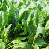 اسفناج محلی ساق کوتاه و نازک برگ درجه یک