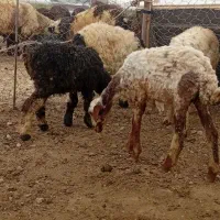 بیگ وبره