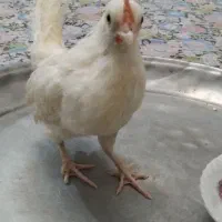 جوجه خروس جینی|حیوانات مزرعه|رشت, پیرکلاچای|دیوار