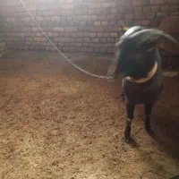 نر بز مورسیا