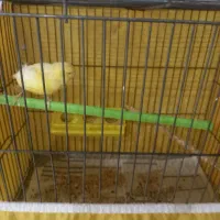 قناری ماده آماده