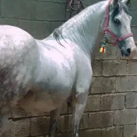 مادیون سواری دار