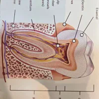 استخدام منشی در دندانپزشکی تخصصیvip|استخدام درمانی، زیبایی، بهداشتی|تهران, صادقیه|دیوار