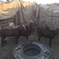 ابادان|حیوانات مزرعه|خرمشهر, |دیوار