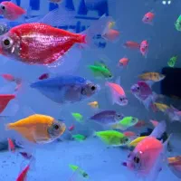 ماهی کالر فیش