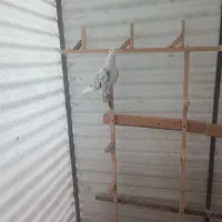 فروش تعدادی کبوتر