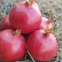 انار ممتاز  ارسال به همه جای شهر قم وشهرهای اطراف