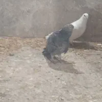 سار هفرنگ چینگ ریز و یه جفت ساده|پرنده|نیشابور, شهید جعفری|دیوار