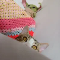 واگذاری رایگان گربه نر عقیم شده