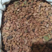 گردو بادام اویشن