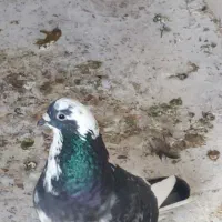 کبوتر