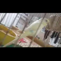 مرغ عشق سخنگو