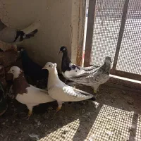 کبوتر پرشی رنگی شلاقی
