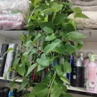 فروش گلهای طبیعی