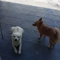 واگزاری پامر اشپیتز