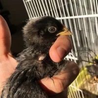 جوجه یک روزه پلیموت راک امروک|حیوانات مزرعه|علی‌آباد کتول, |دیوار