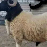 گوسفتدنرفروشی