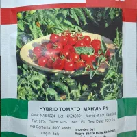 گوجه گیلاسی مهوین