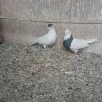 زنگی|پرنده|قم, سراجه (۱۵ خرداد)|دیوار