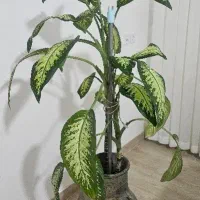 گل طبیعی دیفن