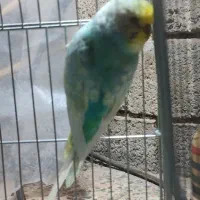 مرغ عشق رینبو اسپانگیل|پرنده|برازجان, |دیوار